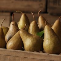 bosc pears